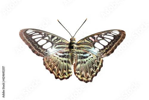 Parthenos sylvia butterfly isolated on white background