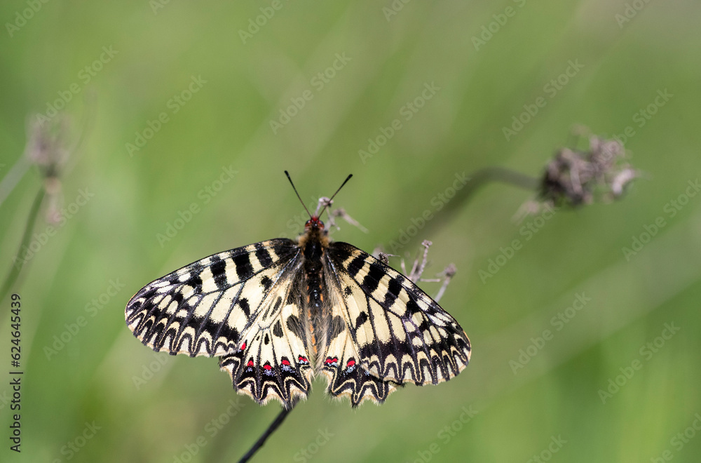 Fototapeta premium Southern Festoon, Zerynthia polyxena
