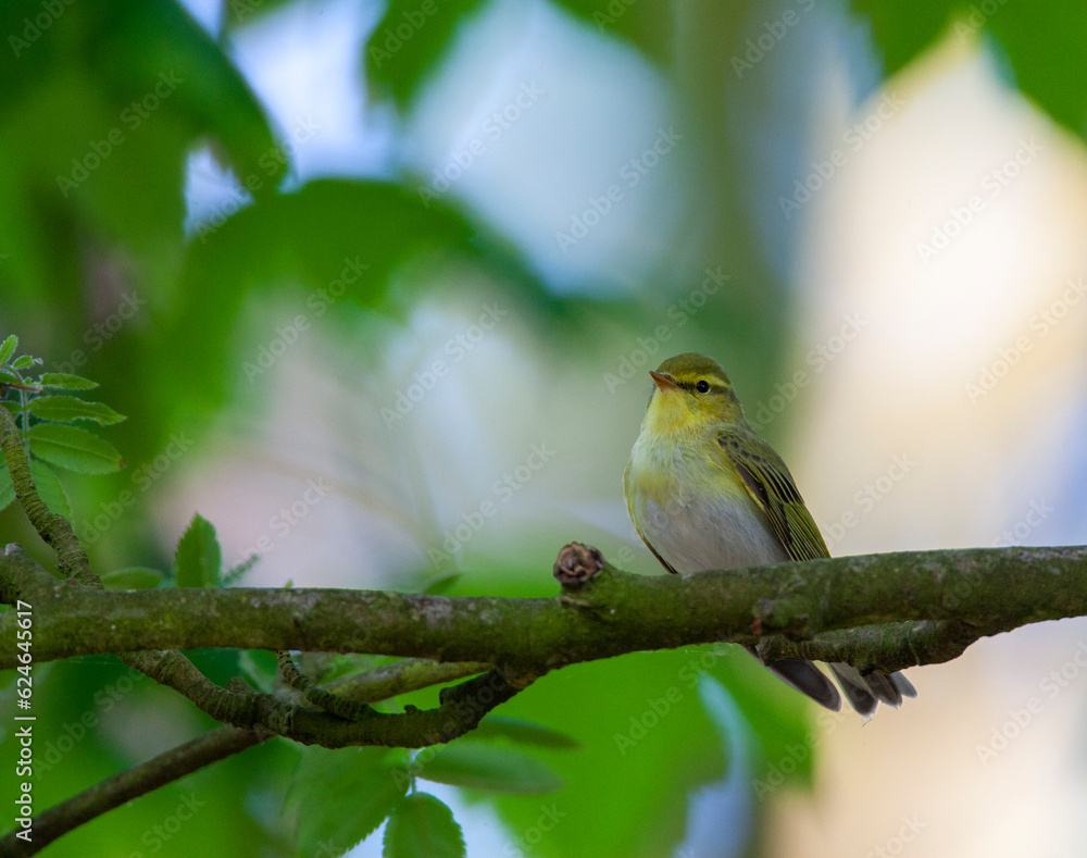 Wood Warbler, Phylloscopus sibilatrix Wood Warbler, Phylloscopus sibilatrix