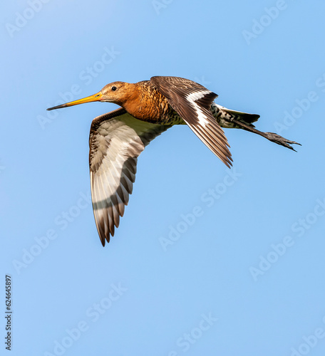 Black-tailed Godwit, Limosa limosa © Marc