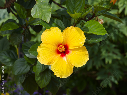 Hibiscus rosa-sinensis - Close-up of beautiful yellow flower of Chinese hibiscus photo