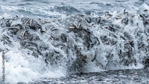 Foto Fish rolling in the waves