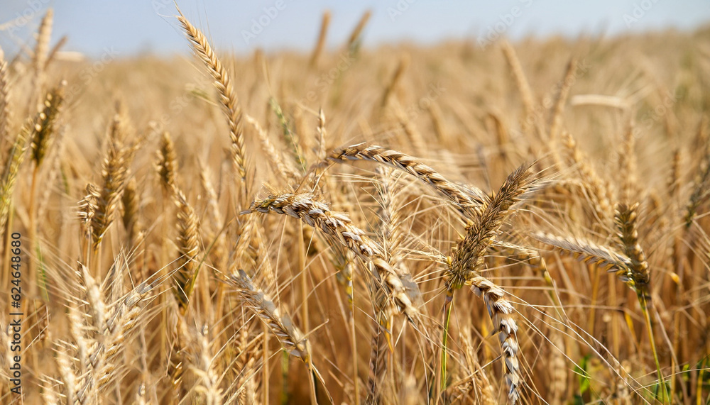 Fototapeta premium Close up of wheat ears, field of wheat in a summer day. Harvesting period
