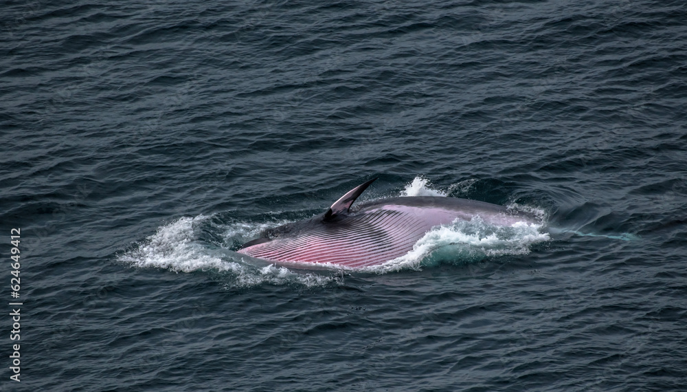 Fototapeta premium Whale feeding in Atlantic ocean