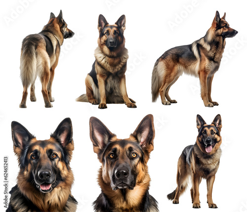 German Shepherd dog puppy, many angles and view portrait side back head shot isolated on transparent background cutout, PNG file