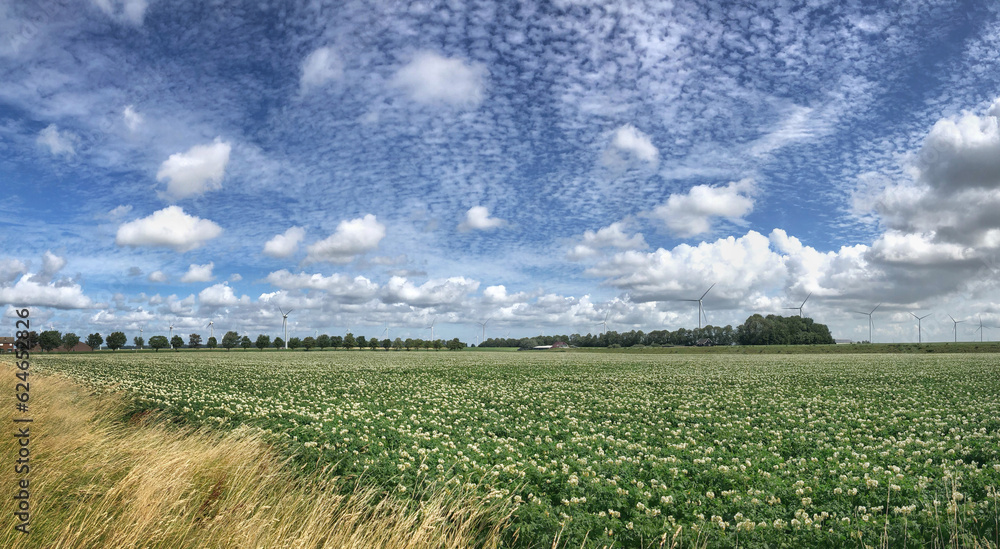 Dutch landscape with blooming potatoefield. North-Holland. Near Hoorn Netherlands.Panorama.