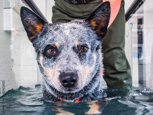 Wallpaper Mural Australian Cattle Dog hydrotherapy on a treadmill with helper. Torontodigital.ca