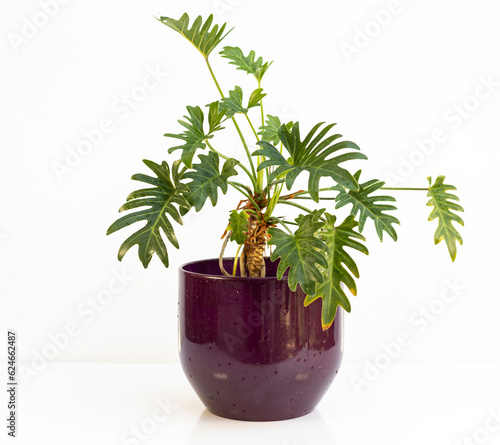 Philodendron Xanadu indoor potted plant isolated on white background photo