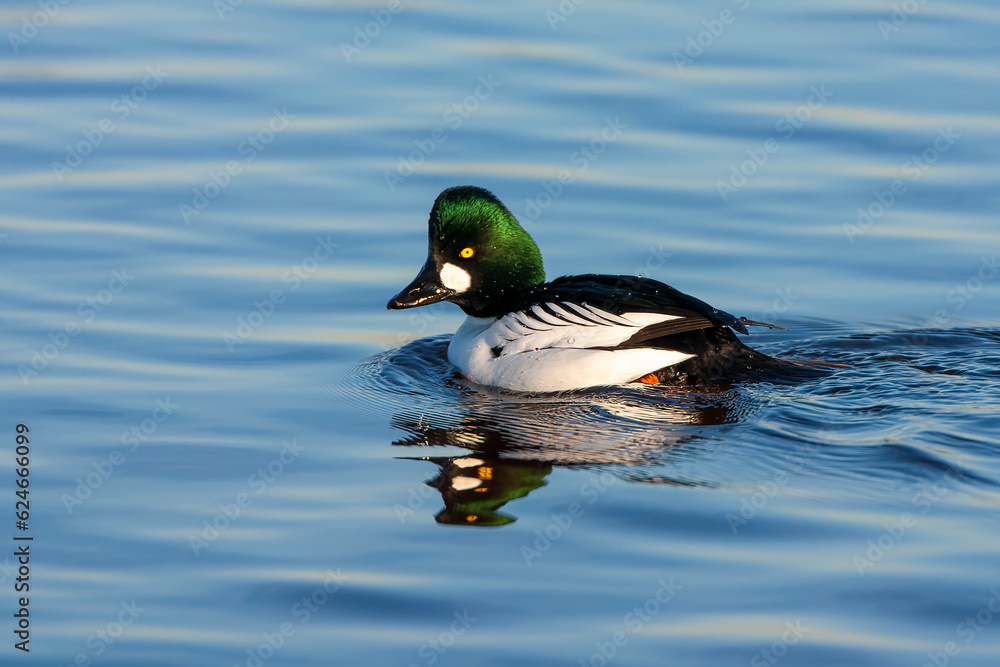 Common Goldeneye, Bucephala clangula Common Goldeneye, Bucephala clangula