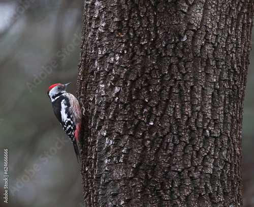 Middle Spotted Woodpecker, Dendrocopos medius