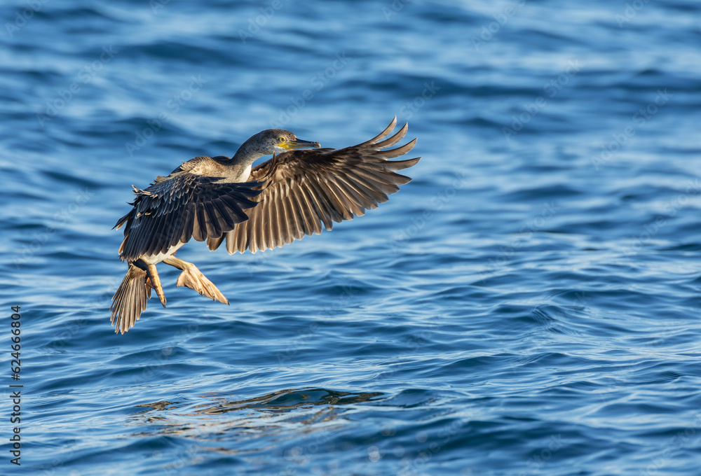 Fototapeta premium European Shag, Phalacrocorax aristotelis aristotelis
