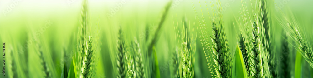 green wheat sprouts top blurred background panorama eco banner. Generative AI