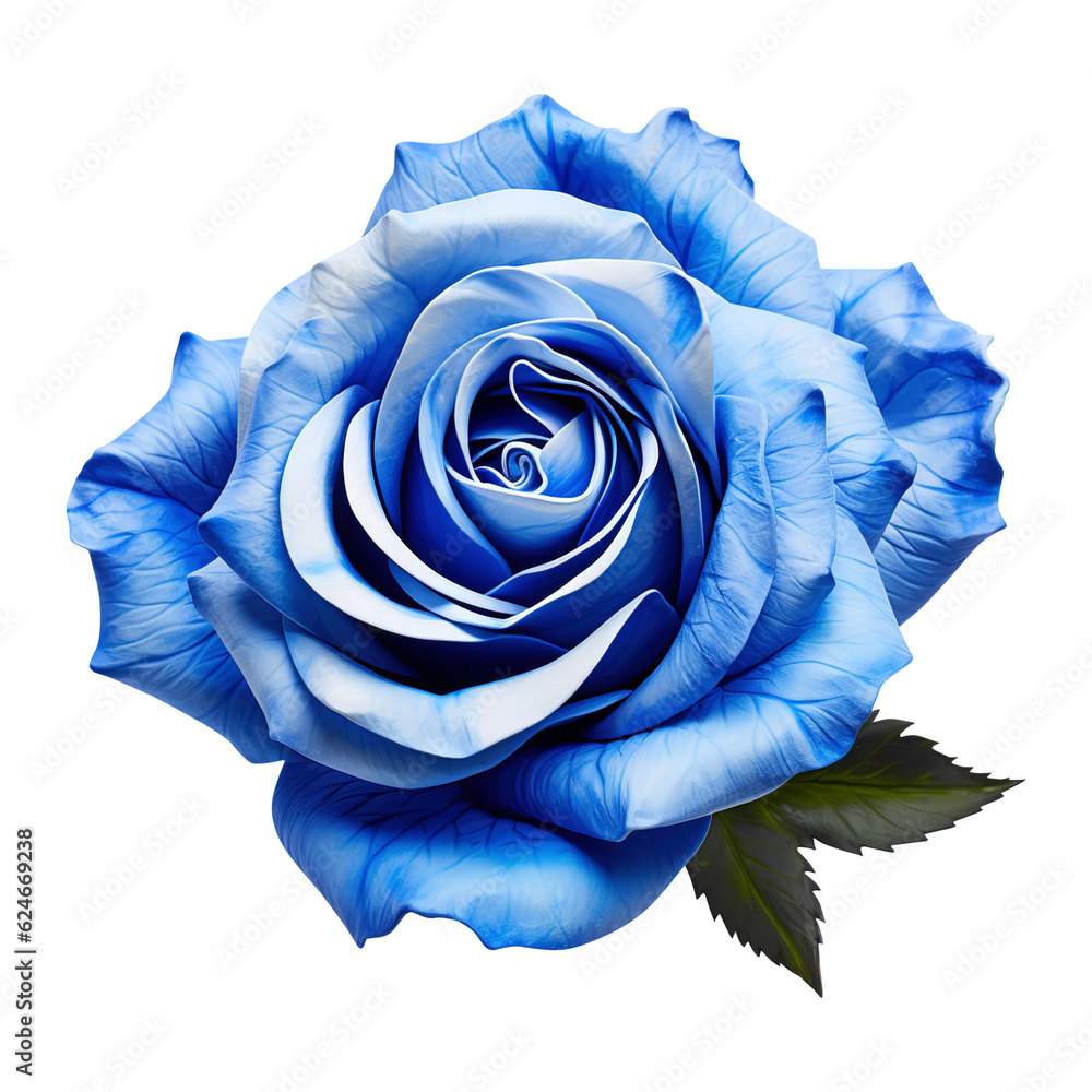 Blue rose with water drops on transparent background Remove png created ...