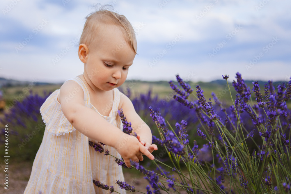 In the field, a little girl touches lavender flowers In the field, a little girl touches lavender flowers