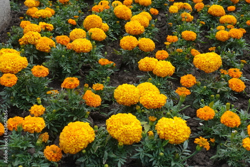 Vibrant orange flowers of Tagetes erecta in mid June photo