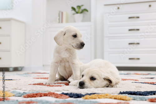 Cute little puppies on carpet at home. Adorable pets