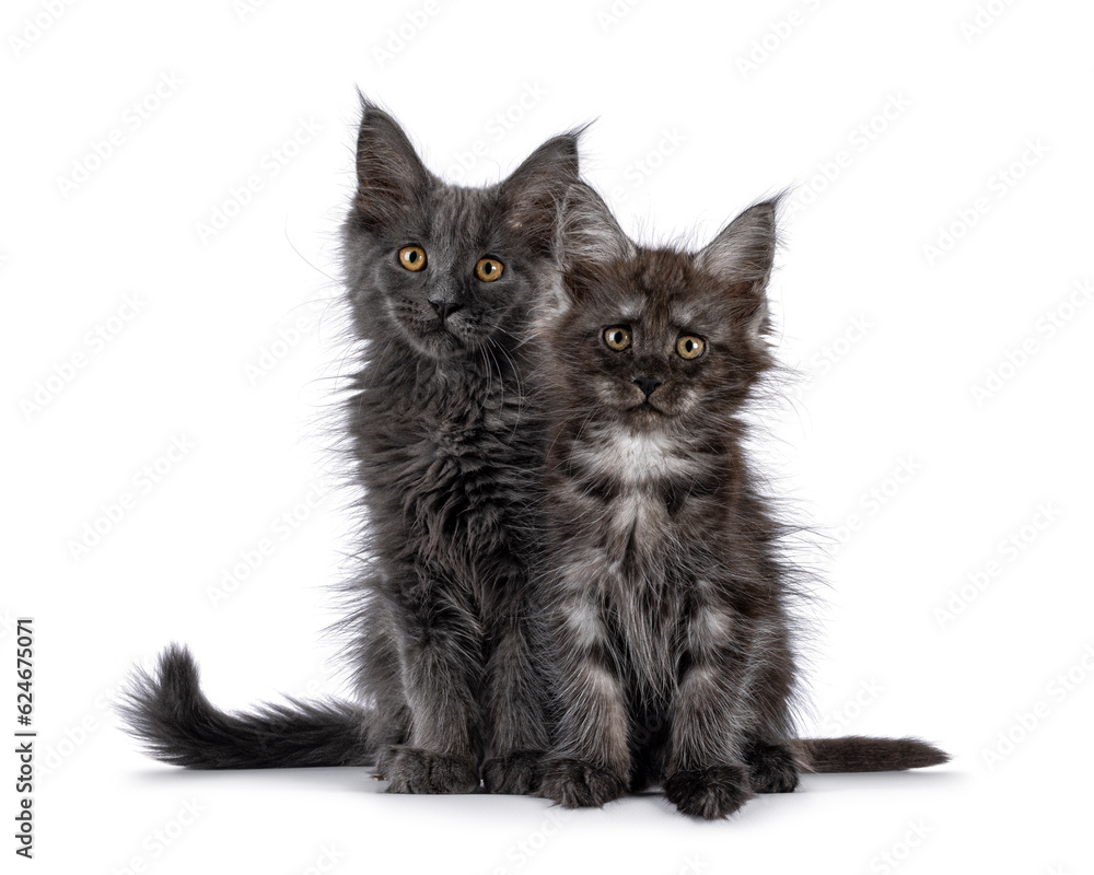 2 Maine Coon cat kittens, sitting together facing front. Looking towards camera. Isolated on a white background.