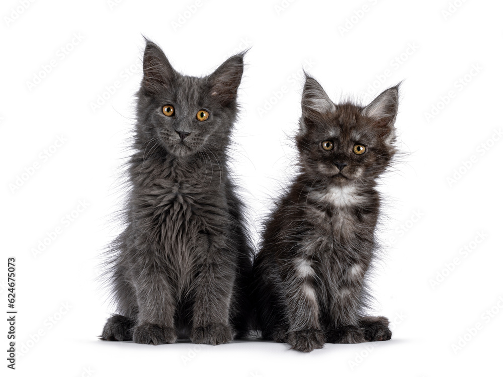 2 Maine Coon cat kittens, sitting together facing front. Looking towards camera. Isolated on a white background.