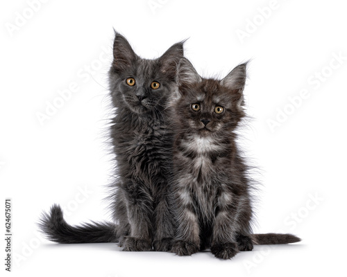 Fototapeta Naklejka Na Ścianę i Meble -  2 Maine Coon cat kittens, sitting together facing front. Looking towards camera. Isolated on a white background.