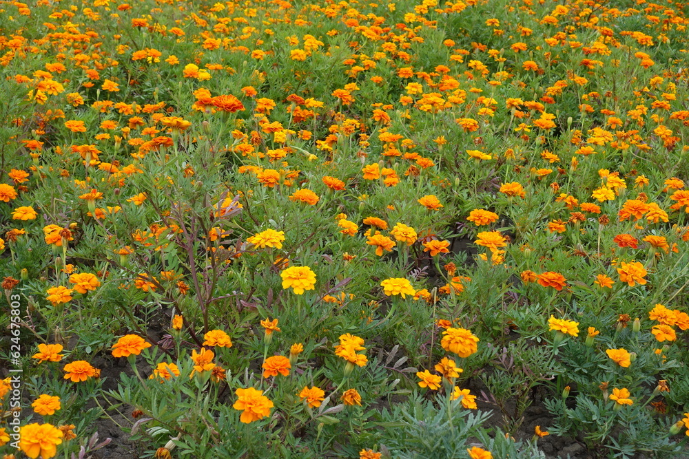 Multifold orange flowers of Tagetes patula in mid July
