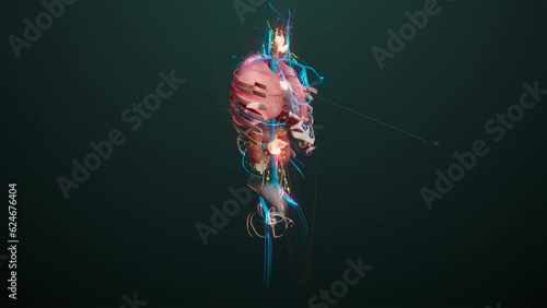 Realistic human anatomy model for study displays respiratory system, nervous, digestive and urinary systems photo