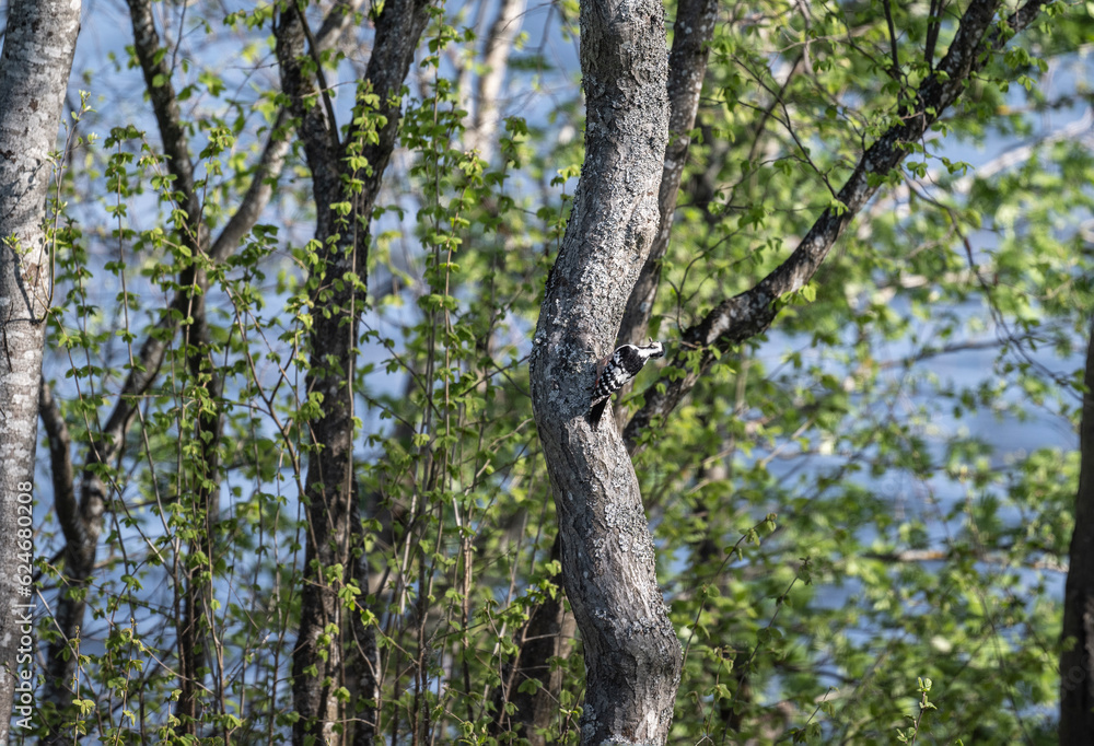 Fototapeta premium a beautiful bird sits on a branch and sings close-up on a sunny summer day