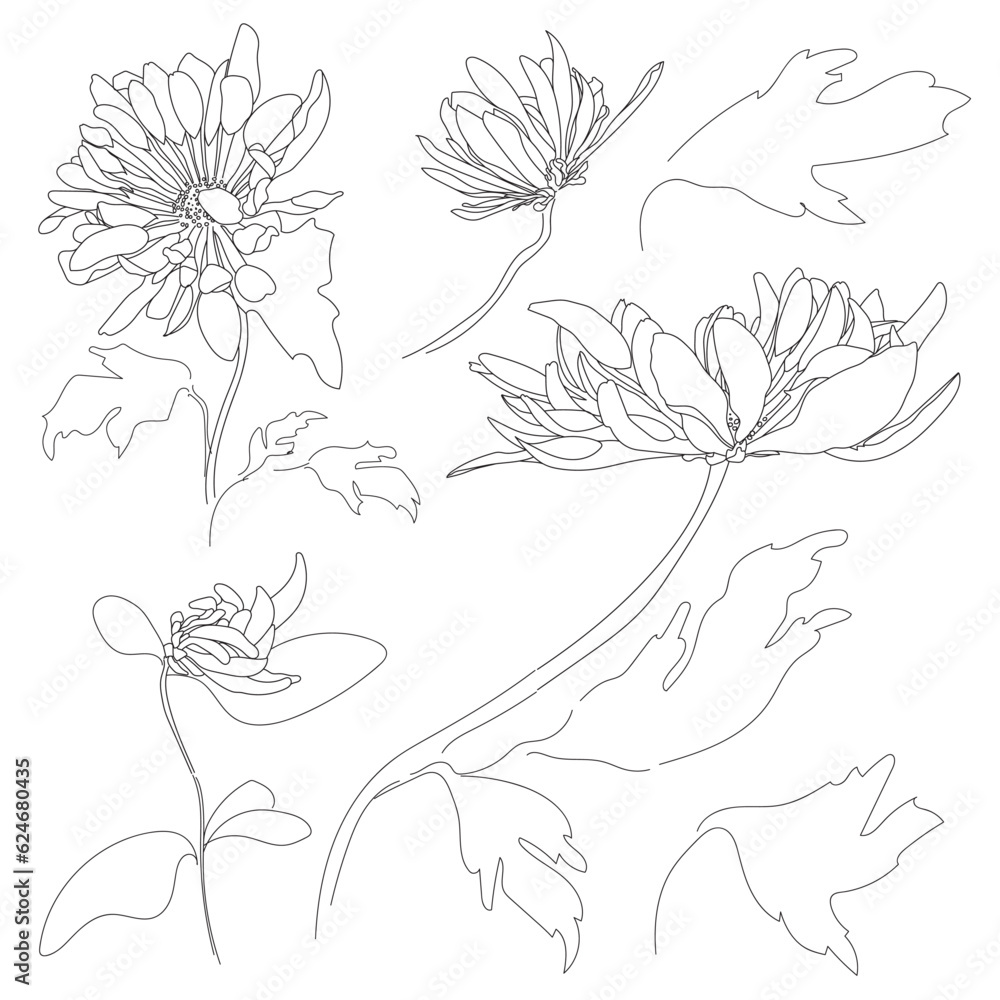 Chrysanthemum flowers and leaves elements sketch. Black outline on white background. Vector illustration in line art style.