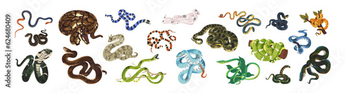 Exotic snakes set. Tropical green bush viper, serpent, cobra, wild anaconda, rainbow boa, mamba, tiger keelback, krait, twisted python. Flat vector illustrations isolated on white background