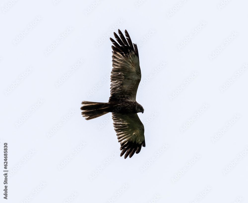 Fototapeta premium black kite on the hunt over the lake close-up