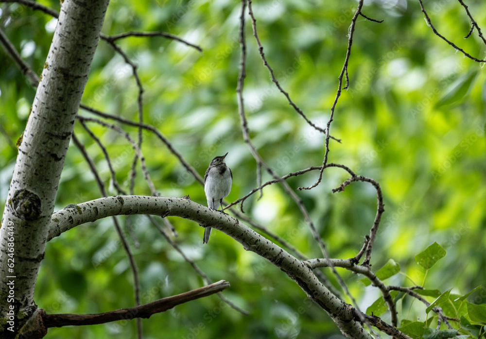 a beautiful bird sits on a branch and sings close-up on a sunny summer day