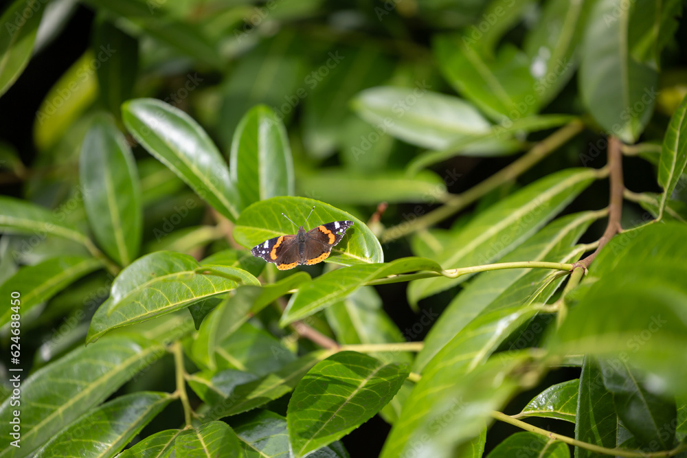 Wide shot of a Red Admiral (Vanessa atalanta) on a vibrant green laurel bush. Isle of Wight, UK in July Wide shot of a Red Admiral (Vanessa atalanta) on a vibrant green laurel bush. Isle of Wight, UK in July