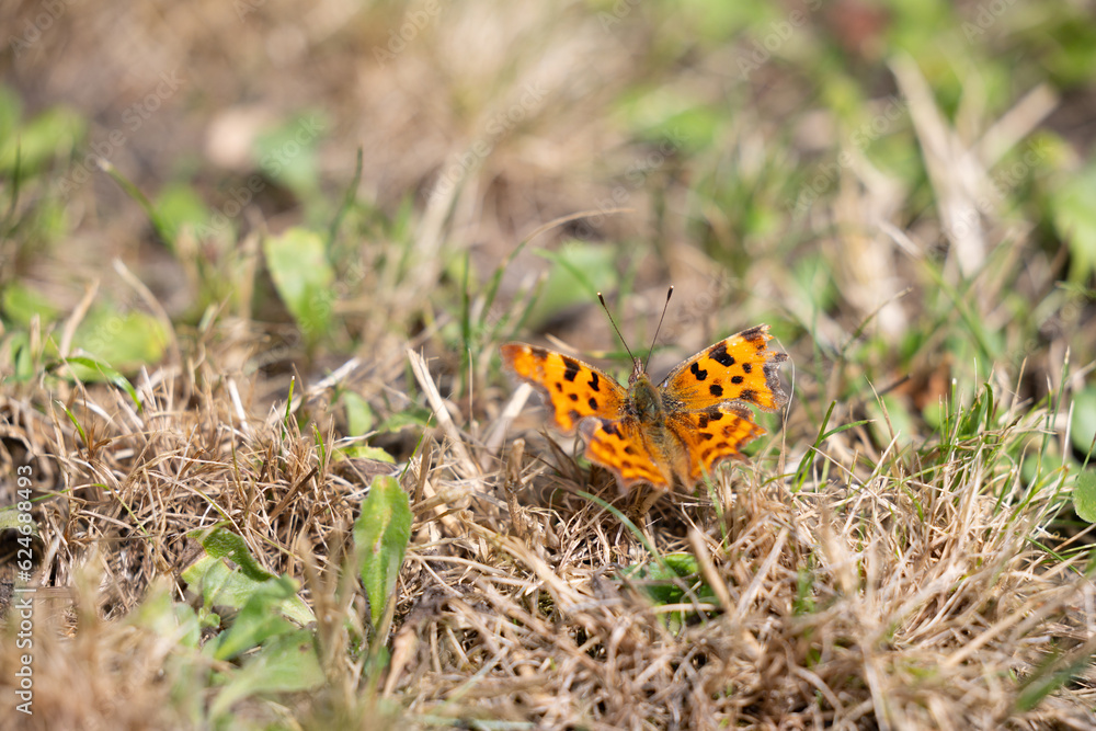 Comma butterfly (polygonia c-album) in the sunshine on dry grass. Isle of Wight, UK in July Comma butterfly (polygonia c-album) in the sunshine on dry grass. Isle of Wight, UK in July