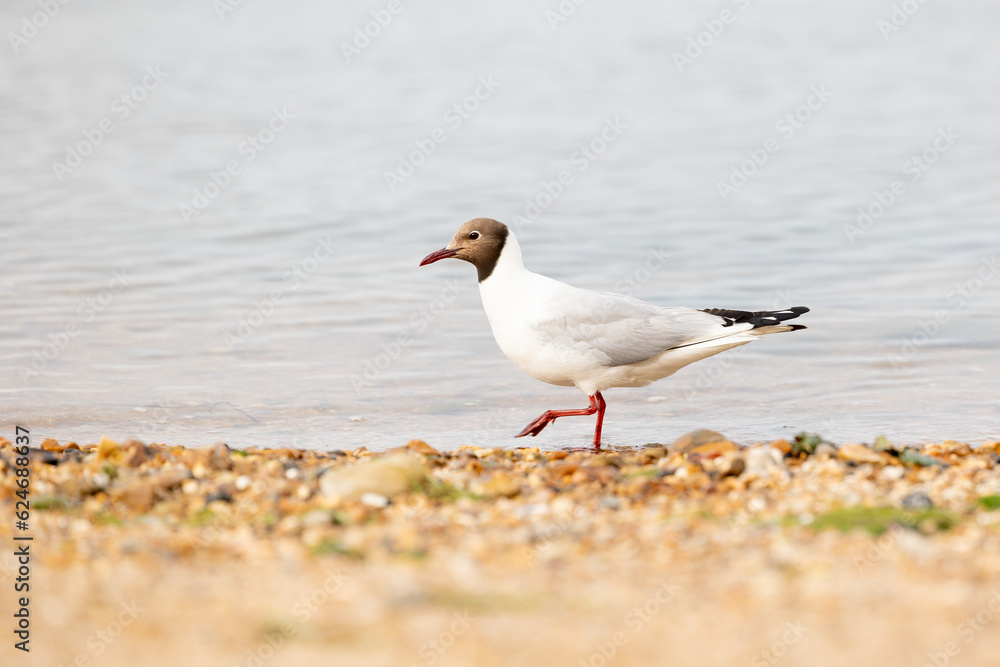 Black-headed gull (Chroicocephalus ridibundus) walks along the shoreline, on the beach, seaside, Isle of Wight, UK in July Black-headed gull (Chroicocephalus ridibundus) walks along the shoreline, on the beach, seaside, Isle of Wight, UK in July