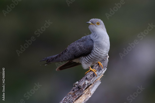 Common cuckoo (Cuculus canorus) on a branch © André LABETAA