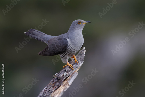 Common cuckoo (Cuculus canorus) on a branch