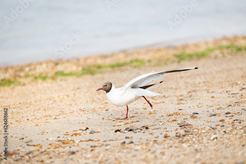 Black-headed gull (Chroicocephalus ridibundus) stretches out a wing and a leg whilst on a beach with the sea in the background. Isle of Wight, UK in July.
