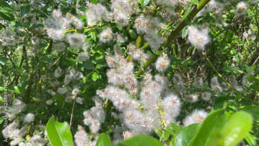 Closeup, poplar branch fluff falling down. Blooming poplar fluff seeds hang from green leaves