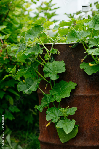 Cucumbers in the country grown in an old metal barrel