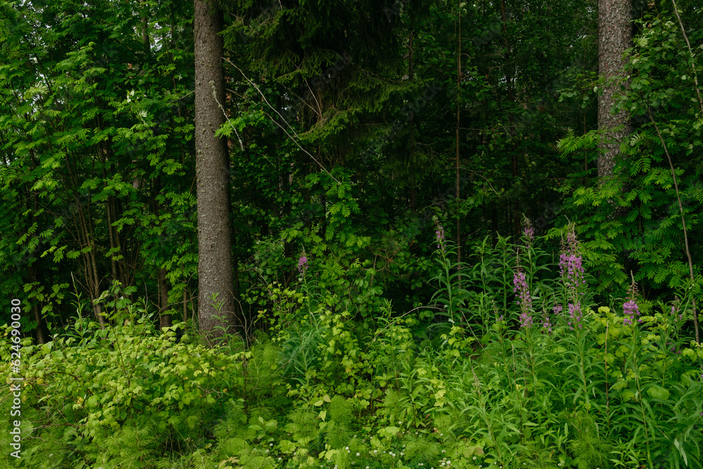 Landscapes of a coniferous forest in the middle of summer Landscapes of a coniferous forest in the middle of summer