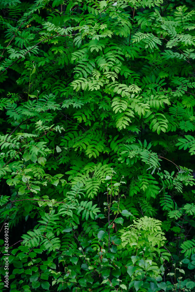 Deciduous forest in the middle of summer close-up Deciduous forest in the middle of summer close-up