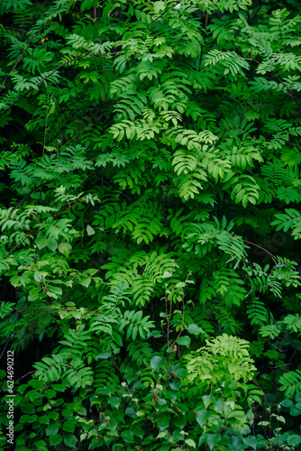 Deciduous forest in the middle of summer close-up