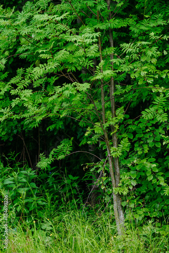 Deciduous forest in the middle of summer close-up