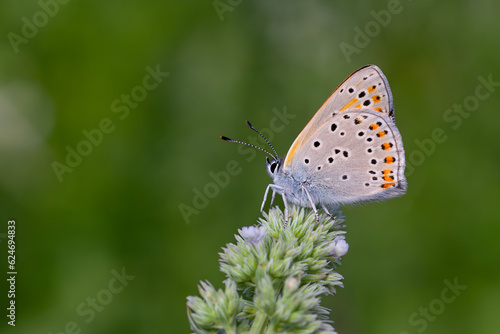 Wallpaper Mural wonderful butterfly with red wings, Lycaena kurdistanica Torontodigital.ca