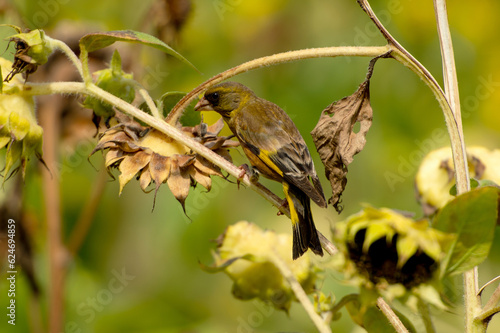 Grey-capped greenfinch of Sunflower Geography in Changsha Botanical Garden
Grey-capped greenfinch, also known as the yellow waist starling, is a small bird, belonging to the Passerine Starling family.