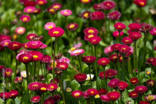 Pink color daisies with green stems and blurred background. (Bellis perennis)