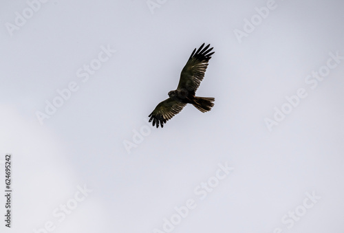 black kite on the hunt over the lake close-up