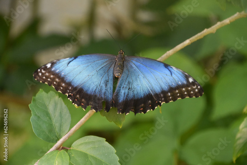 Vibrant Blue Butterfly With Wings Wide Open