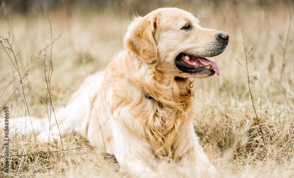 Obraz premium Adorable Golden Retriever dog outdoors in autumn