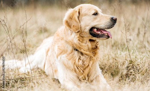 Adorable Golden Retriever dog outdoors in autumn