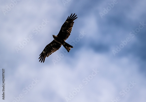 black kite on the hunt over the lake close-up © константин константи